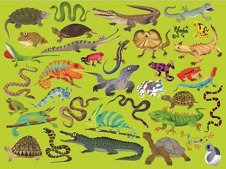 Пазл - Рептилии и Земноводные из серии 36 Животных, 300 деталей 
